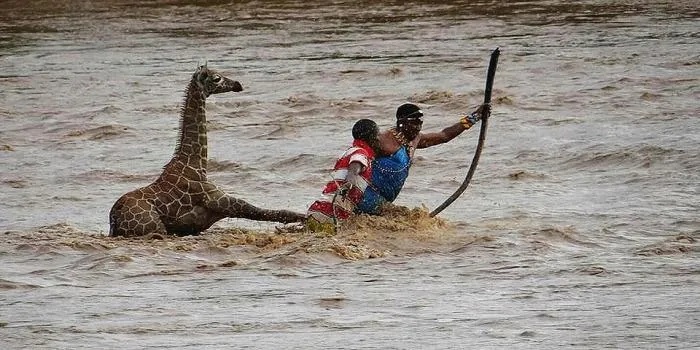 Hai người đàn ông cầm đao tự chế lao xuống sông đầy cá sấu để giải cứu một con hươu cao cổ. Ảnh:&nbsp;Wildlife Direct