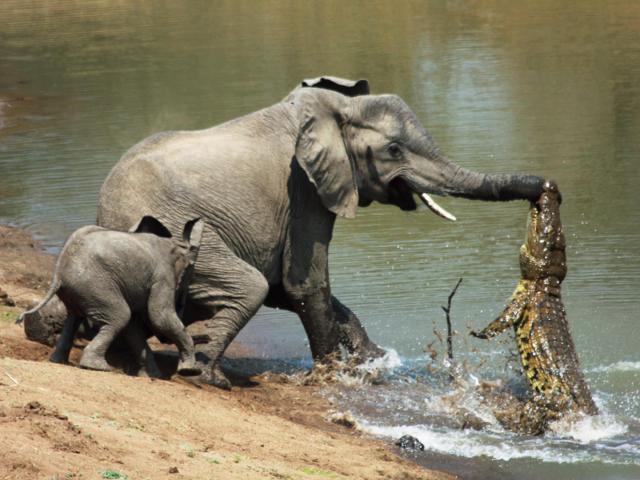 Media - Liều mạng tấn công voi rừng, cá sấu bị quật cho "thừa sống thiếu chết"