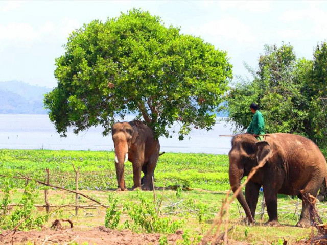 Tin tức trong ngày - Voi húc chết người: Giọt nước tràn ly