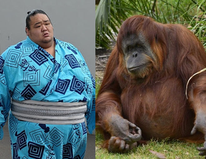 Đô vật Sumo đấu đười ươi châu Phi