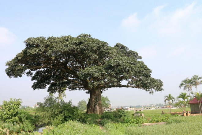 "Cụ" cây sống qua 10 thế kỷ ở làng Bình Đà có gì đặc biệt? - 1