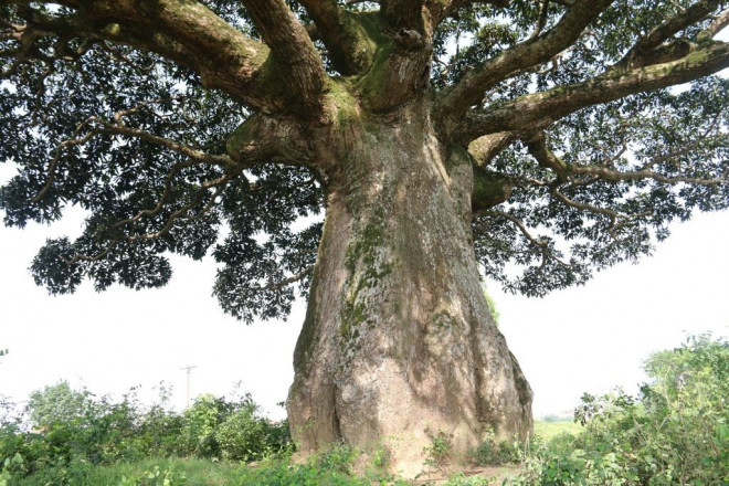 "Cụ" cây sống qua 10 thế kỷ ở làng Bình Đà có gì đặc biệt? - 3