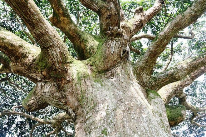 "Cụ" cây sống qua 10 thế kỷ ở làng Bình Đà có gì đặc biệt? - 4