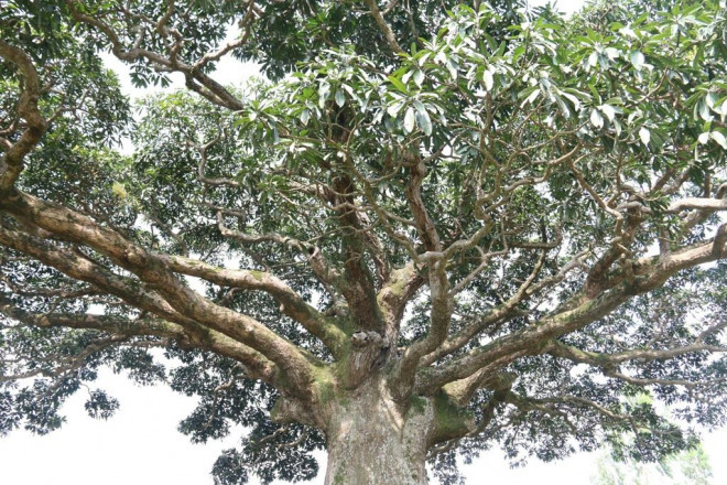 "Cụ" cây sống qua 10 thế kỷ ở làng Bình Đà có gì đặc biệt? - 5
