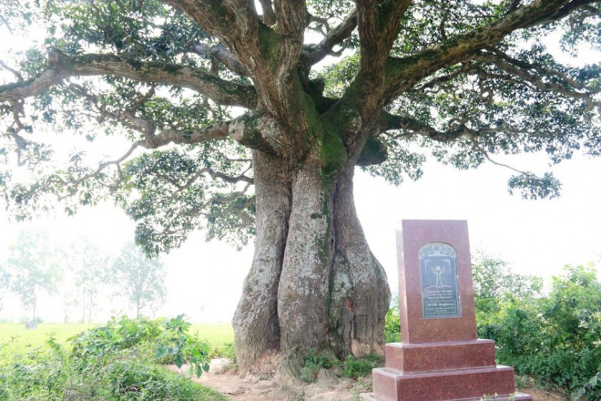"Cụ" cây sống qua 10 thế kỷ ở làng Bình Đà có gì đặc biệt? - 9
