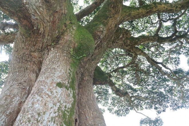 "Cụ" cây sống qua 10 thế kỷ ở làng Bình Đà có gì đặc biệt? - 8