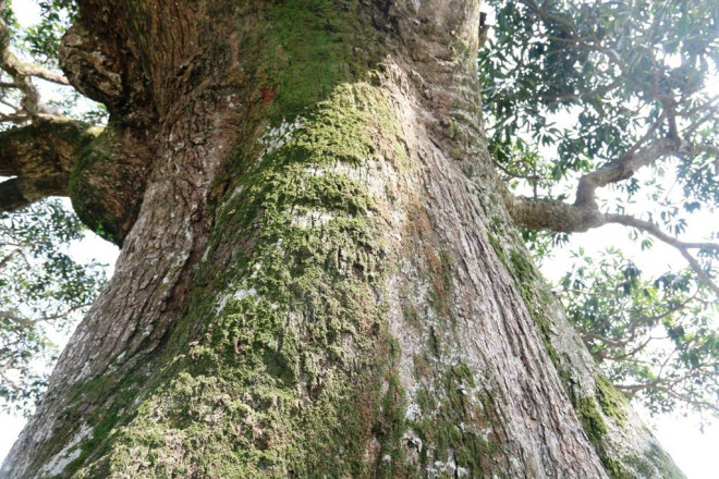 "Cụ" cây sống qua 10 thế kỷ ở làng Bình Đà có gì đặc biệt? - 7