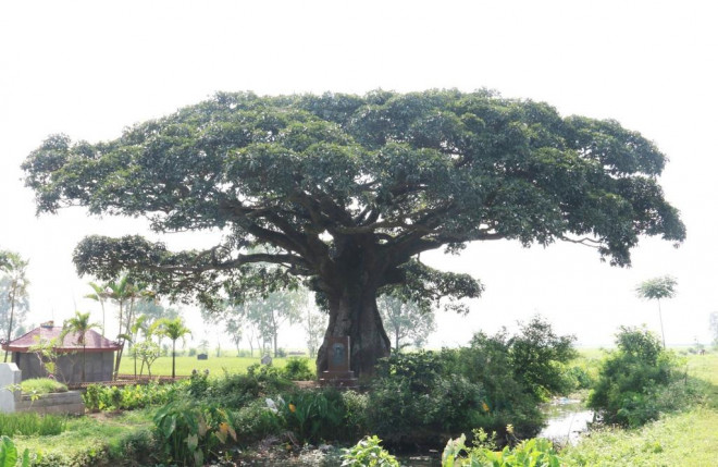 "Cụ" cây sống qua 10 thế kỷ ở làng Bình Đà có gì đặc biệt? - 10