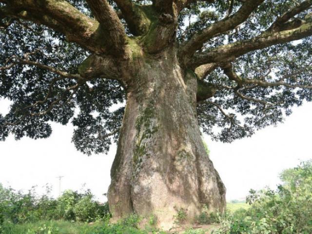 Tin tức trong ngày - "Cụ" cây sống qua 10 thế kỷ ở làng Bình Đà có gì đặc biệt?