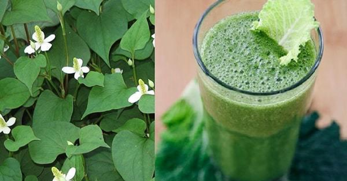 Sức khỏe đời sống - Cách trị trĩ bằng cây diếp cá