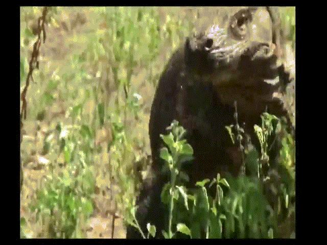 Phi thường - kỳ quặc - Video: Lĩnh cú cắn cực độc từ "kỳ đà khổng lồ", dê núi dùng sừng húc thẳng người kẻ thù