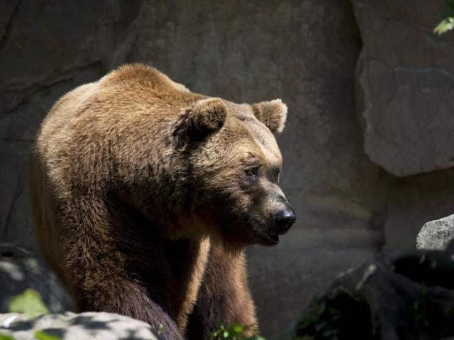 Media - Thanh niên say xỉn "đại chiến" với gấu dưới nước và cái kết bất ngờ