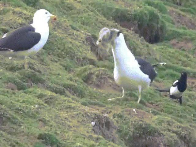 Media - Cận cảnh mòng biển nuốt sống thỏ rừng trong tích tắc