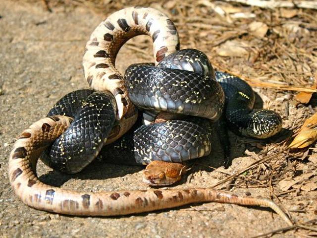 Media - Cận cảnh rắn "nhà vua" kết liễu con mồi trong nháy mắt