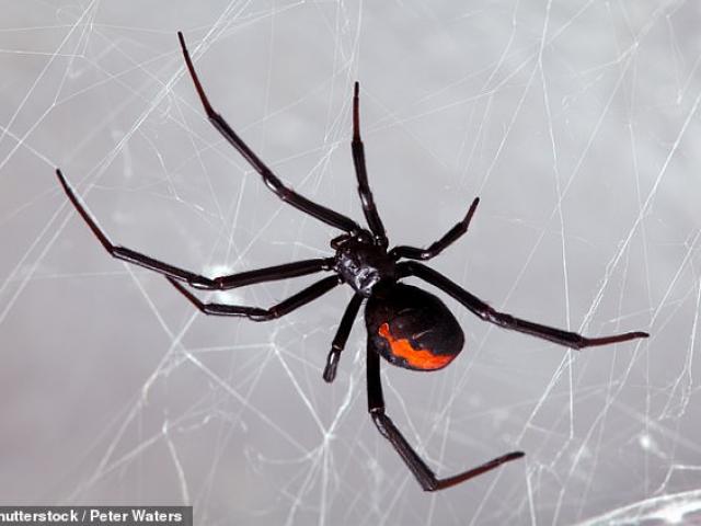 Phi thường - kỳ quặc - Cho nhện cực độc cắn vì muốn trở thành "Người Nhện" và cái kết