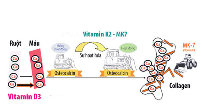 Vitamin K2 - “đũa thần” giúp trẻ bứt phá chiều cao, “hiệp sĩ” chống loãng xương - 2