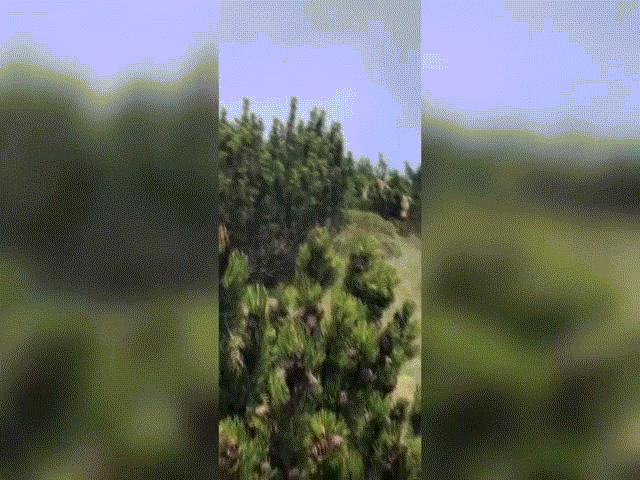 Phi thường - kỳ quặc - Video: Bị gấu khổng lồ bám theo, cậu bé thoát nạn bằng cách không ngờ