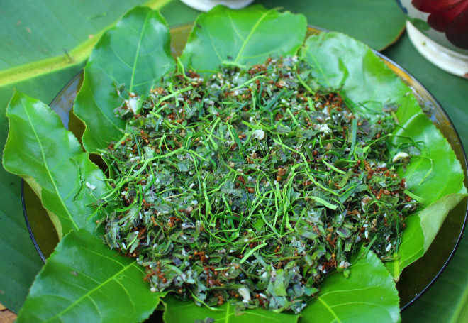 Nộm kiến vàng