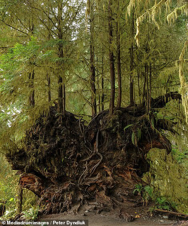 Peter Dyndiuk ghi lại cảnh tượng cây mới mọc trên thân cây chết trong rừng Hoh ở bang Washington, Mỹ.
