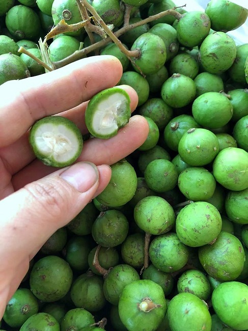 Sấu non là một loại trái cây quý hiếm ở Việt Nam, có giá trị kinh tế cao và rất được săn đón. Sấu non đắt đỏ, quyến rũ là hình ảnh mà nhiều người mong ước được sở hữu. Hãy cùng khám phá hình ảnh về sấu non đắt để tìm hiểu thêm về loại trái cây độc đáo này.