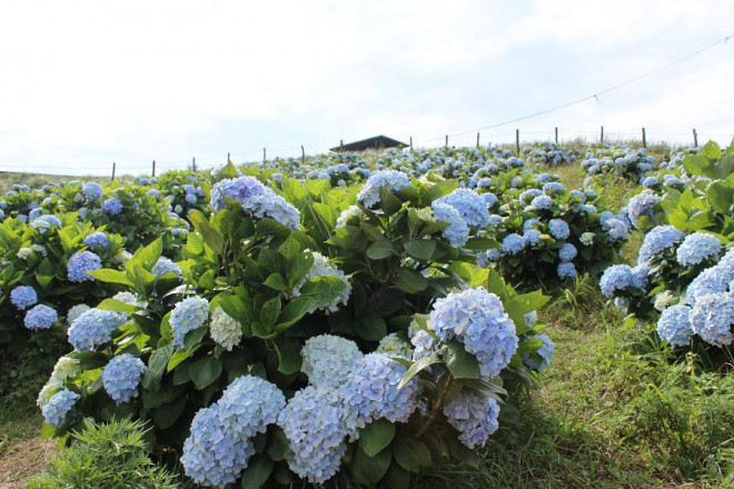 Thời điểm này, hoa cẩm tú cầu trên đỉnh Mẫu Sơn đang nở rộ thu hút nhiều khách du lịch trong và ngoài tỉnh.