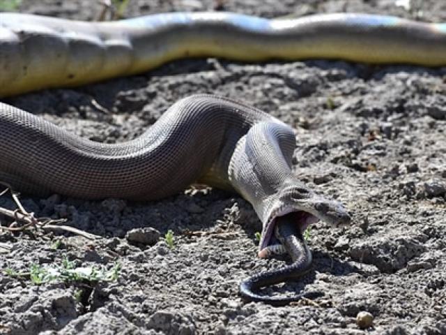 Media - Trăn khổng lồ băng qua đường, hàng loạt ô tô "nhường" cho đi qua