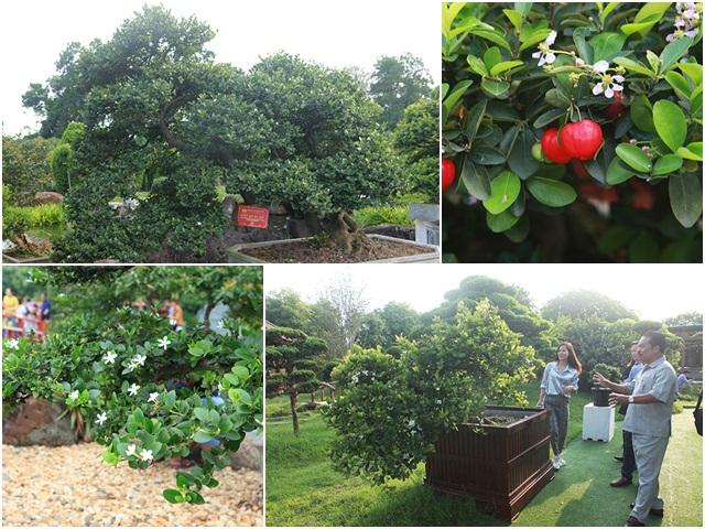 Thị trường - Tiêu dùng - Choáng với dàn sơ ri "khủng" giá tiền tỷ của đại gia chơi cây cảnh “khét tiếng” Thái Nguyên