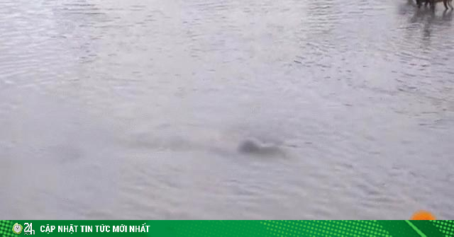 Video: Đàn chó hoang và linh cẩu xâm phạm lãnh địa, hà mã dằn mặt cực gắt