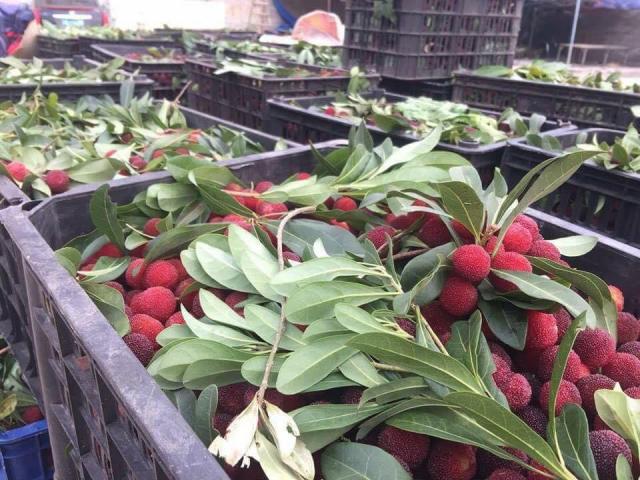 Thị trường - Tiêu dùng - Thanh mai Trung Quốc bán đầy vỉa hè Hà Nội: Tiểu thương tiết lộ bất ngờ