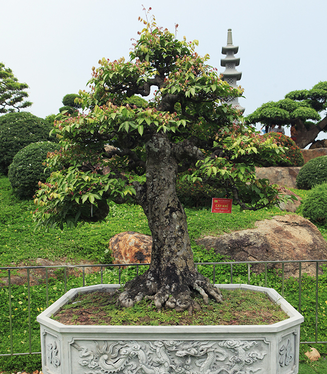 Thân già cỗi, nổi địa y (mốc trắng) chứng tỏ cây rất nhiều năm tuổi. Được biết cây có giá trị tiền tỷ và nằm trong top những cây khế đẹp nhất Việt Nam
