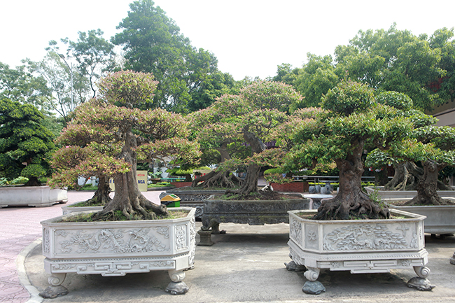 Mỗi cây một dáng, đều có tuổi đời từ hàng chục năm tuổi trở lên và được nuôi tay cành rất nhiều năm
