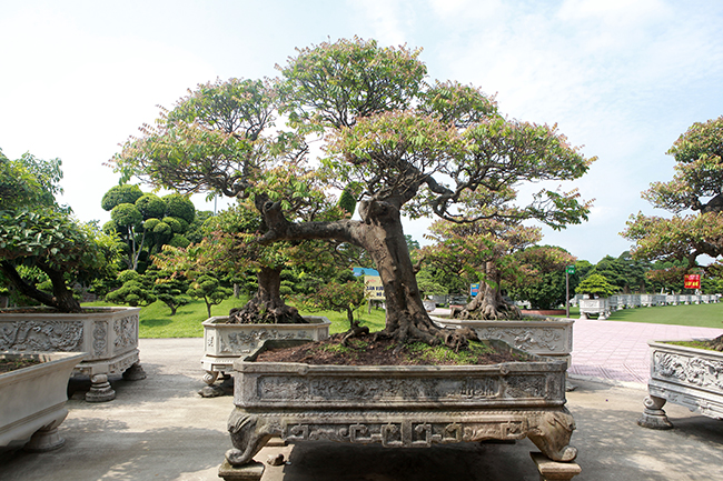 Những cây khế bonsai này có giá trăm triệu đồng đến cả tỷ bạc
