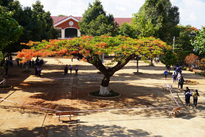 Trường THCS Trần Phú căng dây "cách ly" cây phượng cổ thụ