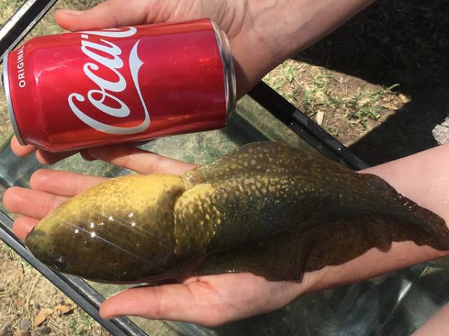 Media - Con nòng nọc khổng lồ to hơn lon nước ngọt