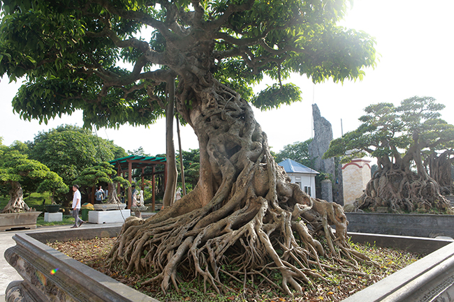 Phải trải qua nhiều năm cây mới hình thành được những bệ rễ “khủng”
