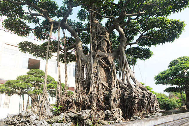 Sanh là một dòng cây rất được ưu chuộng làm cây cảnh nên từ xa xưa, các cụ đã tạo tác cây sanh làm cây đặc trưng của Việt Nam
