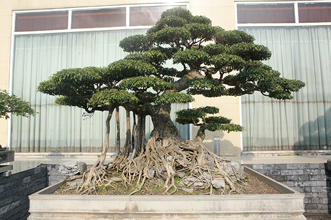 Một cây sanh dáng long có tuổi đời trên 100 năm. Tay cành, bông tán được làm rất cân đối
