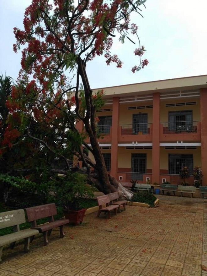 Thêm cây phượng bật gốc ở sân trường tiểu học tỉnh Đồng Nai - 1