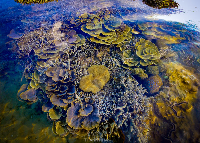 Tới Phú Yên ngắm rạn san hô trên cạn rực rỡ sắc màu - 5
