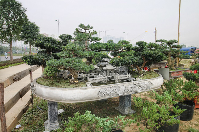 Tác phẩm “Đồi tùng” đang được trưng bày tại Triển lãm sinh vật Cảnh Việt Nam (Bắc Từ Liêm, Hà Nội) cùng với hàng trăm cây cảnh quý hiếm, độc đáo khác.
