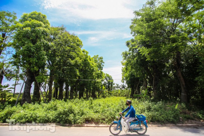Hàng cây cổ thụ ở Kim Mã được chuyển về vườn ươm ở xã Đa Tốn (huyện Gia Lâm, Hà Nội) từ 4 năm trước.