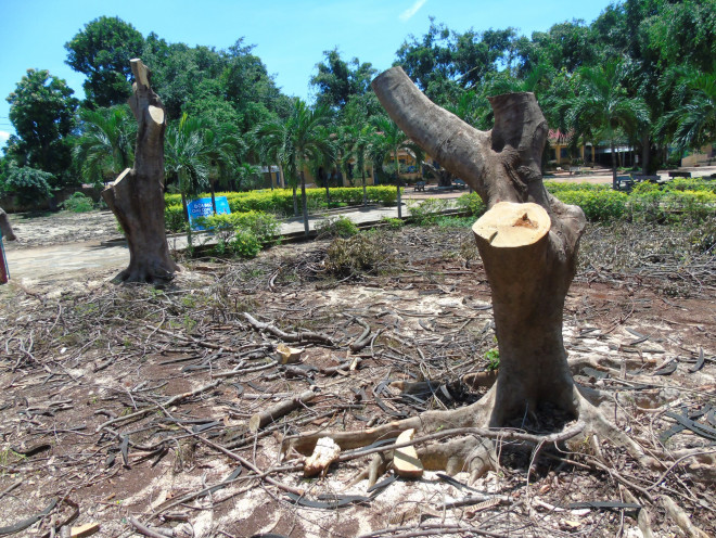 Nhiều cây phượng bị cưa thân, trơ trọi trong Trường Tiểu học Phan Đăng Lưu.