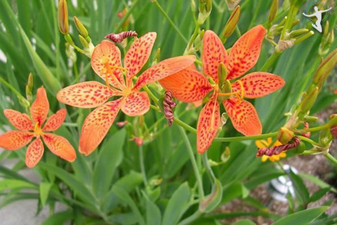 Rẻ quạt là vị thuốc quý chữa các bệnh về họng