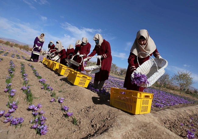 Tại Iran - nơi saffron được trồng hàng ngàn năm nay, các phụ nữ đang thu hoạch hoa nghệ tây trên cánh đồng.
