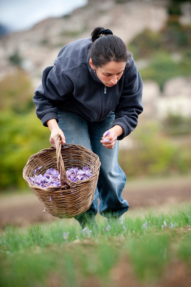 Saffron được thu hoạch vài giờ trước khi mặt trời mọc, khi cánh hoa vẫn chưa nở ra. Điều này giúp hoa dễ hái và có thể giúp bảo vệ những phần nhụy đỏ rất quý.
