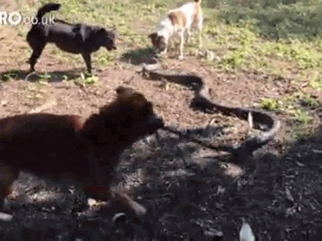 Media - Chó nhà "gọi hội" kịch chiến nảy lửa với hổ mang chúa