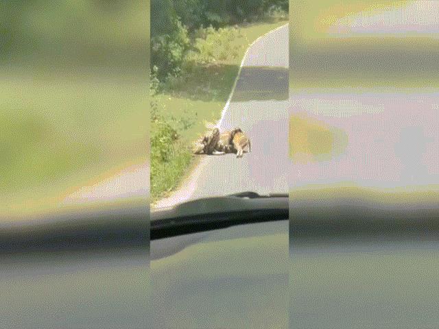 Phi thường - kỳ quặc - Video: Trăn dài 3 mét siết chặt nai, không ngờ miếng ngon đến miệng còn phải nhả