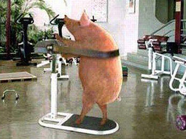 Tranh vui - Lợn giống cụ kỵ, sao bằng lợn "dị" Việt Nam!