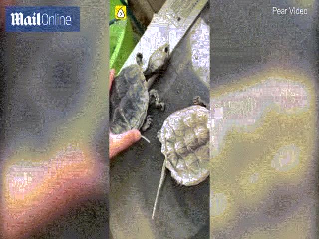 Phi thường - kỳ quặc - Video: Để rùa ở ký túc xá, 5 tháng sau quay lại thấy cảnh sốc