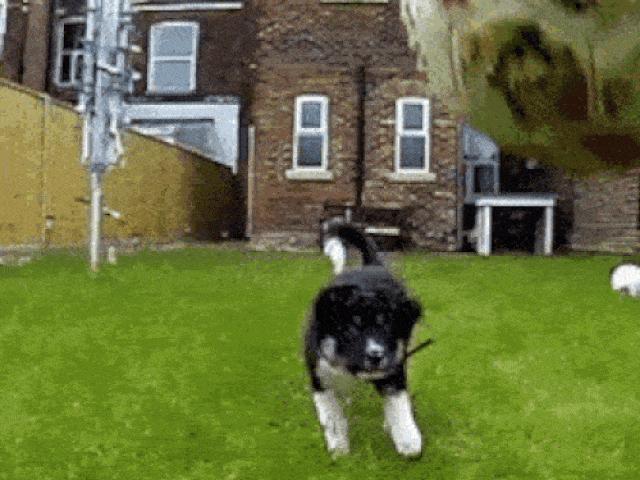 Tranh vui - Bật cười với những tình huống "ngáo ngơ" của thú cưng